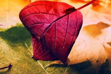 Red Leaf Desktop Wallpaper, Red Leaf Picture