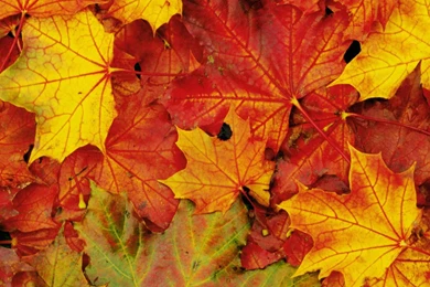 Multicol leaves 1920x1080 wallpaper 1632519.jpg