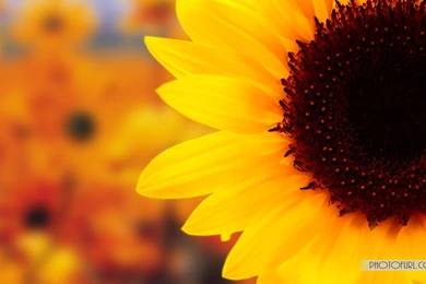 Beautiful Sunflower HD Wallpapers For Macbook Pro Free Wallpapers ...