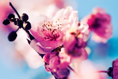 Beautiful Cherry Blossoms Mac Wallpapers Download