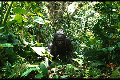 Apocalypto Wallpapers