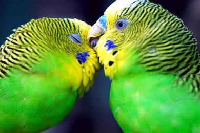 Budgerigar HD Wallpaper, Budgerigar Images Free, New Wallpapers