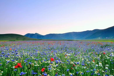 Wallpapers For Beautiful Nature Hd Wallpapers For Mobile