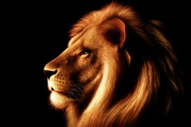 LEO THE LION WALLPAPER   (