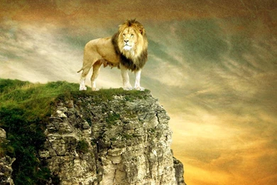 LEO THE LION WALLPAPER   (