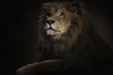 Lion King Wallpapers 219087