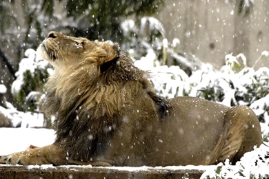 803 Lion HD Wallpapers