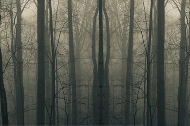 Download Creepy Forest Wallpapers For Mac