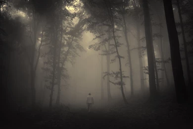 Download Creepy Forest Wallpapers For Windows