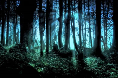 Download Creepy Forest Wallpapers Desktop
