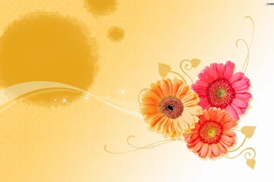 YouWall   Flowers Wallpapers   Wallpaper,wallpapers,free Wallpapers ...