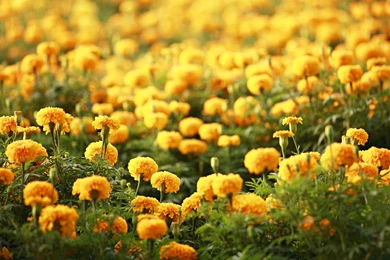 Best Collection Of HD Beautiful Flowers Wallpapers Ever