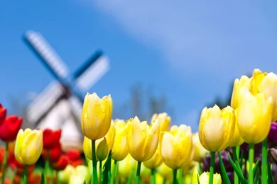 The best top desktop flower wallpapers.jpg