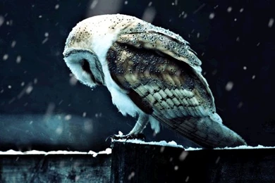 Owl ipho9.gif