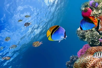 Fish Computer Wallpapers, Desktop Backgrounds