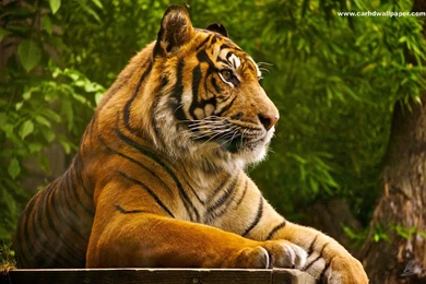 Farest Tiger High Definition Resolution 1920x1080 Wallpapers ...