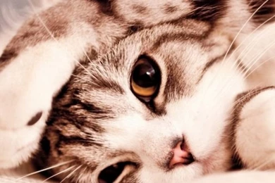 640x960 Cute Kitty Iphone 4 Wallpapers