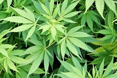 Marijuana Wallpapers For iPhone 5