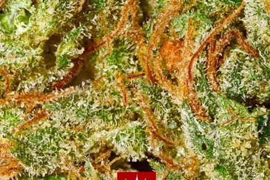 Mobile Wallpapers For Stoners