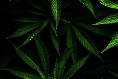 Weed HD Desktop Wallpapers : Widescreen : High Definition ...