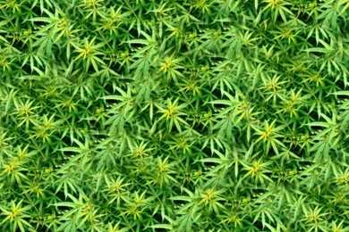 Green Weed Hd Wallpapers