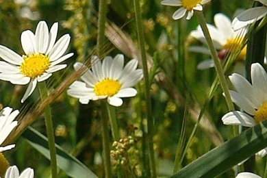 Weed iPhone wallpaper for iPhone 6_750x1334 hd.jpg