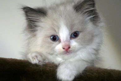 Download Wallpapers 20   Best Wallpapers Collection