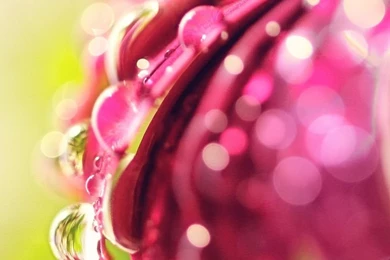 Bokeh Drops & Flower HD Desktop Wallpapers : High Definition ...