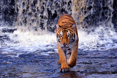 HD Tigers Wallpapers And Photos