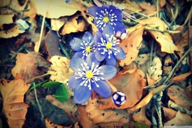 Spring Is Waking Up HD Desktop Wallpapers : High Definition ...