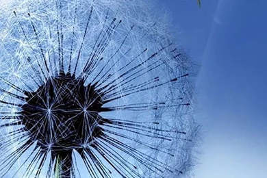 TAP AND GET THE FREE APP! Nature Flying Dandelion Blue Melancholy ...