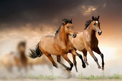 Running Horses Desktop Wallpapers   , New Wallpapers, New Wallpapers
