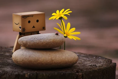 Danbo And Zen Pebbles Wallpapers