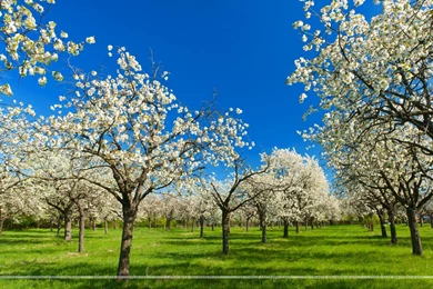 Nature Wallpapers Santabanta   Wallpapers Cave