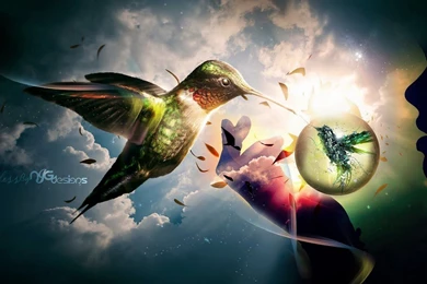 Bird Graphic Background Images