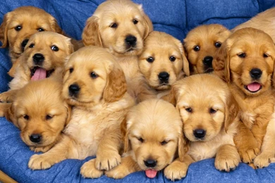 Soldier Wallpapers 33049 HD Wallpapers