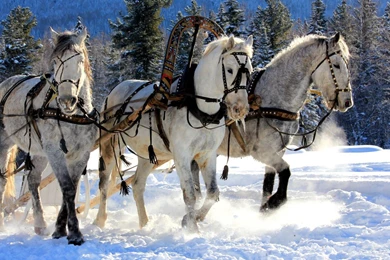 Desktop christmas images with horses dowload.jpg