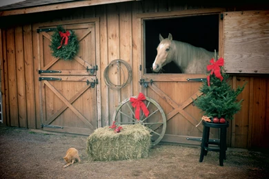 Country Christmas   Horses Photo (28304089)   Fanpop