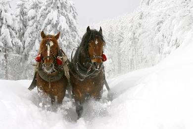 Horse Desktop Wallpapers From Arabian To Wild Mustangs All In HD