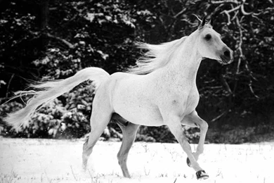 Horses Wallpapers   Crazy Frankenstein