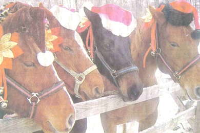 Christmas Horse Images   HD Wallpapers Lovely