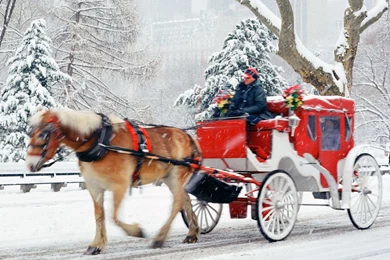 Wallpapers Snow, Winter, New York, Horse, New Year, Christmas ...