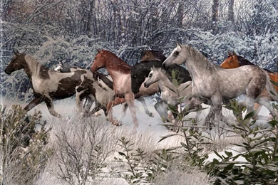 Free Wallpapers By ART TLC, Wallpapers TLC, Horses On Snowy ...
