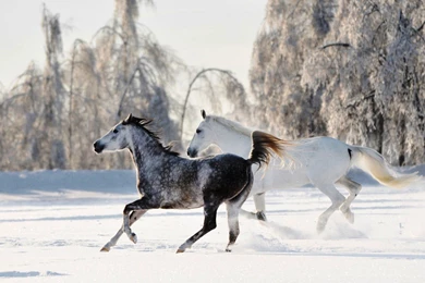 Free Horses Wallpapers Hd ~ Toptenpack.com