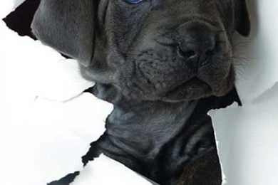 22 Awesome iPhone 5 Wallpapers   17   Pelfind