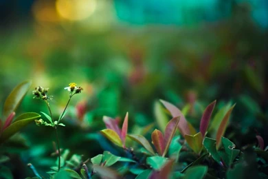 Life Wallpapers Hd   Widescreen HD Wallpapers