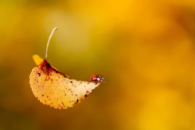 48 High Definition Yellow Wallpapers/Backgrounds For Free Download