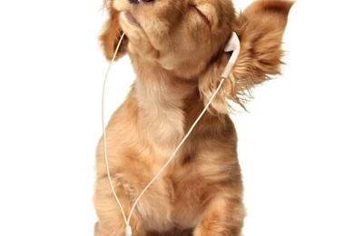 Cute animal tablet wallpapers .jpg