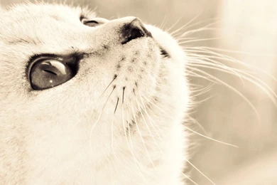 Cute Animals Wallpapers 2