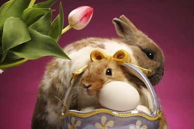 Free Wallpapers   Free Animal Wallpapers   Cute Animals 2 Wallpapers ...